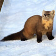 Pine Martin 2 Poster