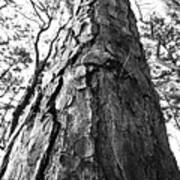 Pine Tree Patterns Poster