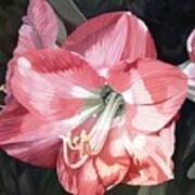 Pink Amaryllis Poster