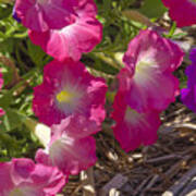 Pink And Purple Petunias Poster