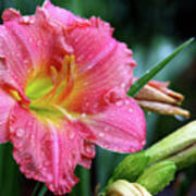 Pink And Yellow Lily After Rain Poster