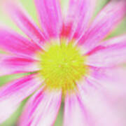 Pink Aster Flower With Raindrops Abstract Poster