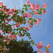 Pink Bougainvillea Poster