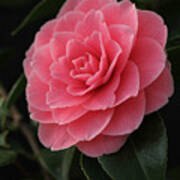Pink Camellia Dream Poster