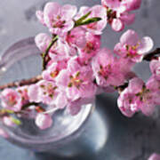 Pink Cherry Blossom Poster