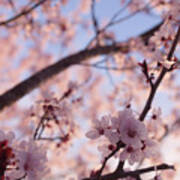 Pink Cherry Blossoms Poster