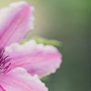 Pink Clematis Poster