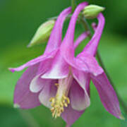 Pink Columbine - D010096 Poster