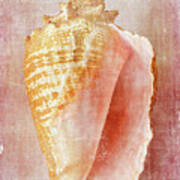 Pink Conch Poster