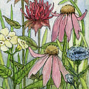 Pink Coneflower Poster