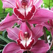 Pink Cymbidium Orchids Poster