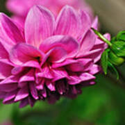 Pink Dahlia With Baby Dahlia Poster