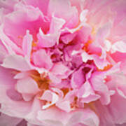 Pink Double Peony Poster