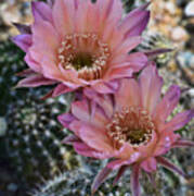 Pink Easter Lilly Cactus Poster