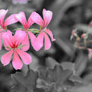 Pink Flowers On A Monochrome Background Poster