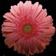 Pink Gerbera Daisy Poster