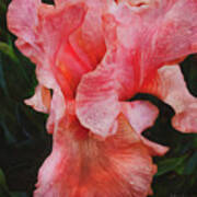 Pink Iris Glory Poster