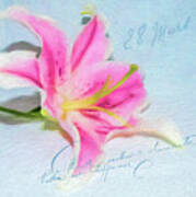 Pink Lily Poster