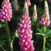 Pink Lupine Flowers Poster
