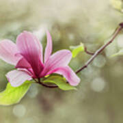 Pink Magnolia Flower Poster