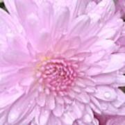 Pink Mum With Water Droplets Poster