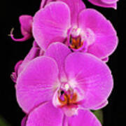 Pink Orchid Against A Black Background Poster