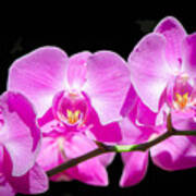 Pink Orchid Flora Poster