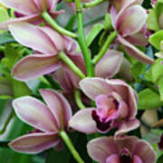 Pink Orchids 2 Poster