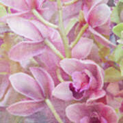 Pink Orchids Poster