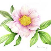 Pink Peony - 2011 Poster