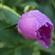 Pink Peony Poster