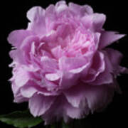 Pink Peony Poster