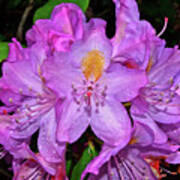 Pink Rhododendron 003 Poster