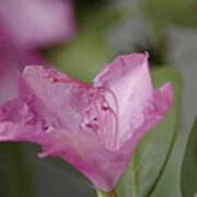 Pink Rhododendron 20 Poster