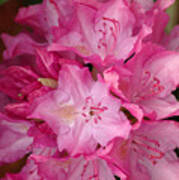 Pink Rhododendron 21 Poster