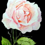 Pink Rose #1 Poster