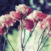 Pink Rose Flowers Poster