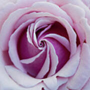 Pink Rose Swirl Poster