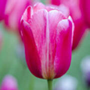 Pink Tulip Stems Poster