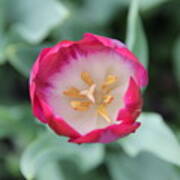 Pink Tulip Top View Poster