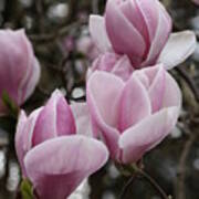 Pink Tulip Tree Poster