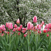 Pink Tulips Under Flowering Crab Tree Poster