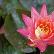 Pink Water Lily Beauty Poster