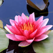 Pink Water Lily In A Pond Poster