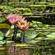 Pink Water Lily Reflections Poster