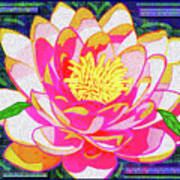 Pink Water Lily Poster