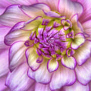 Pink Zinnia Close Up Poster