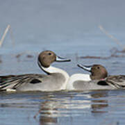 Pintails Poster