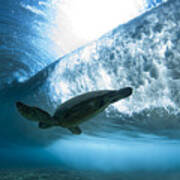 Pipe Turtle Glide  -  Part 3 Of 3 Poster