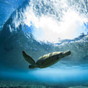 Pipe Turtle Glide Poster